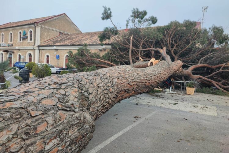 Las fuertes rachas de viento provocan incidencias y la caída de un árbol de grandes dimensiones en la estación de Renfe