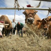 La Junta auxilia a más de cien explotaciones ganaderas de la Serranía de Ronda afectadas por la lengua azul