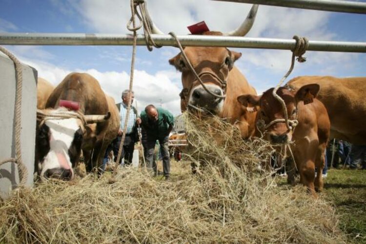 Andalucía pide una rebaja del 75% del IRPF para la ganadería para paliar los efectos de la sequía