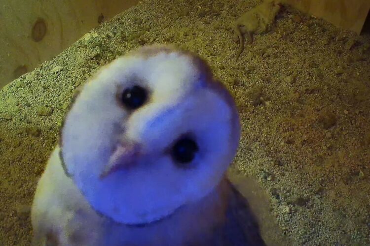 Alpandeire logra reintroducir las lechuzas con el nacimiento de ‘Olaf’