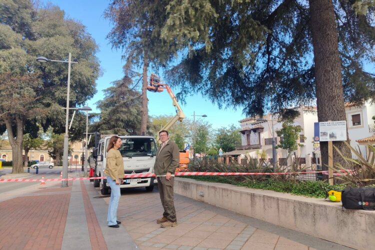El Ayuntamiento actúa sobre los cedros de la avenida Martínez Astein para protegerlos ante los temporales