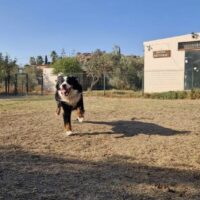 Residencia canina en Málaga para quienes no saben dónde dejar a su perro