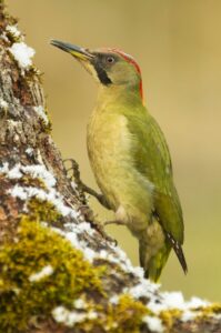 Primer Premio de Bio y Geodiversidad recayó en Alfonso Roldán Losada, con la captura de un pájaro carpintero.