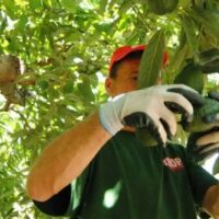 Los ecologistas muestran su rechazo a la expansión de los cultivos de aguacates al Valle del Genal