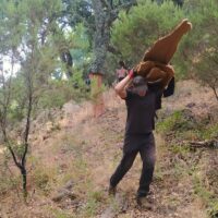 El Ayuntamiento espera obtener 370.000 kilos de corcho de los Montes de Propios