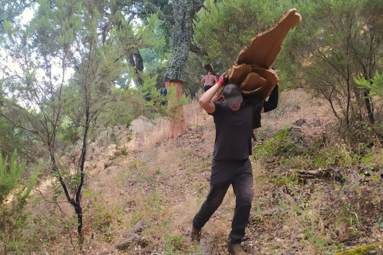 El Ayuntamiento espera obtener 370.000 kilos de corcho de los Montes de Propios