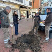 La Concejalía de Parques y Jardines planta 120 árboles en varias barriadas rondeñas