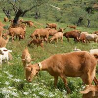 La Junta pone en marcha la XIII Escuela de Pastores de Andalucía para apoyar el relevo generacional
