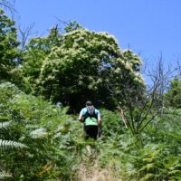 Benalauría amplía su red de senderos por el Valle del Genal